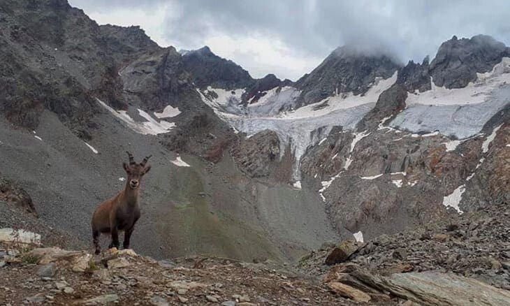 Lo stambecco e le bocchette di Caspoggio dal piazzale del rifugio Marinelli