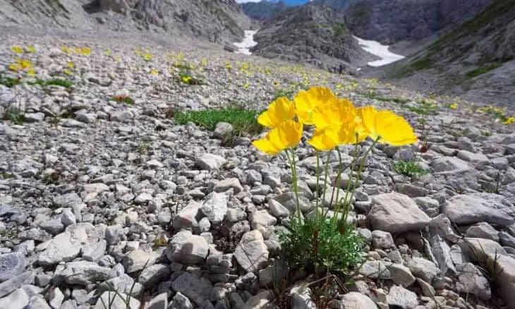 Fiori lungo il percorso botanico