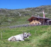 Malga Marschnell Alm